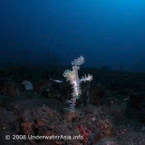 Ghost Pipefish